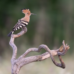 hoopoe