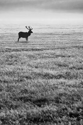 red deer