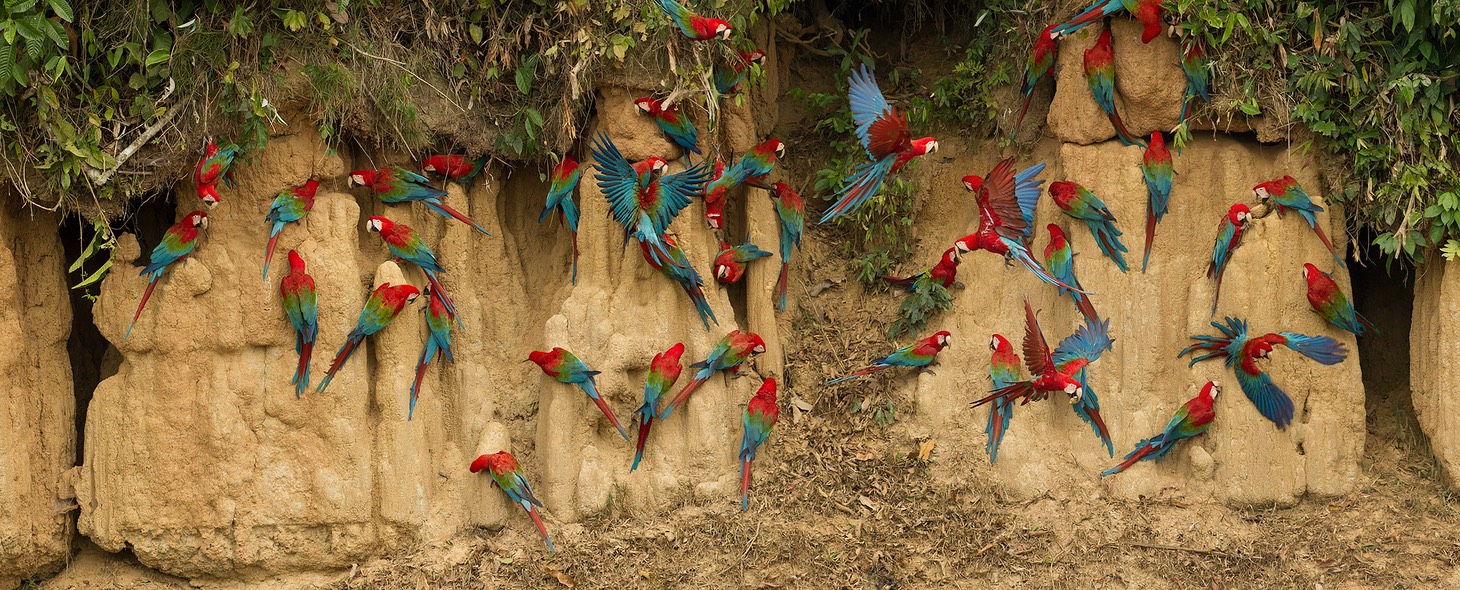 red and green macaw