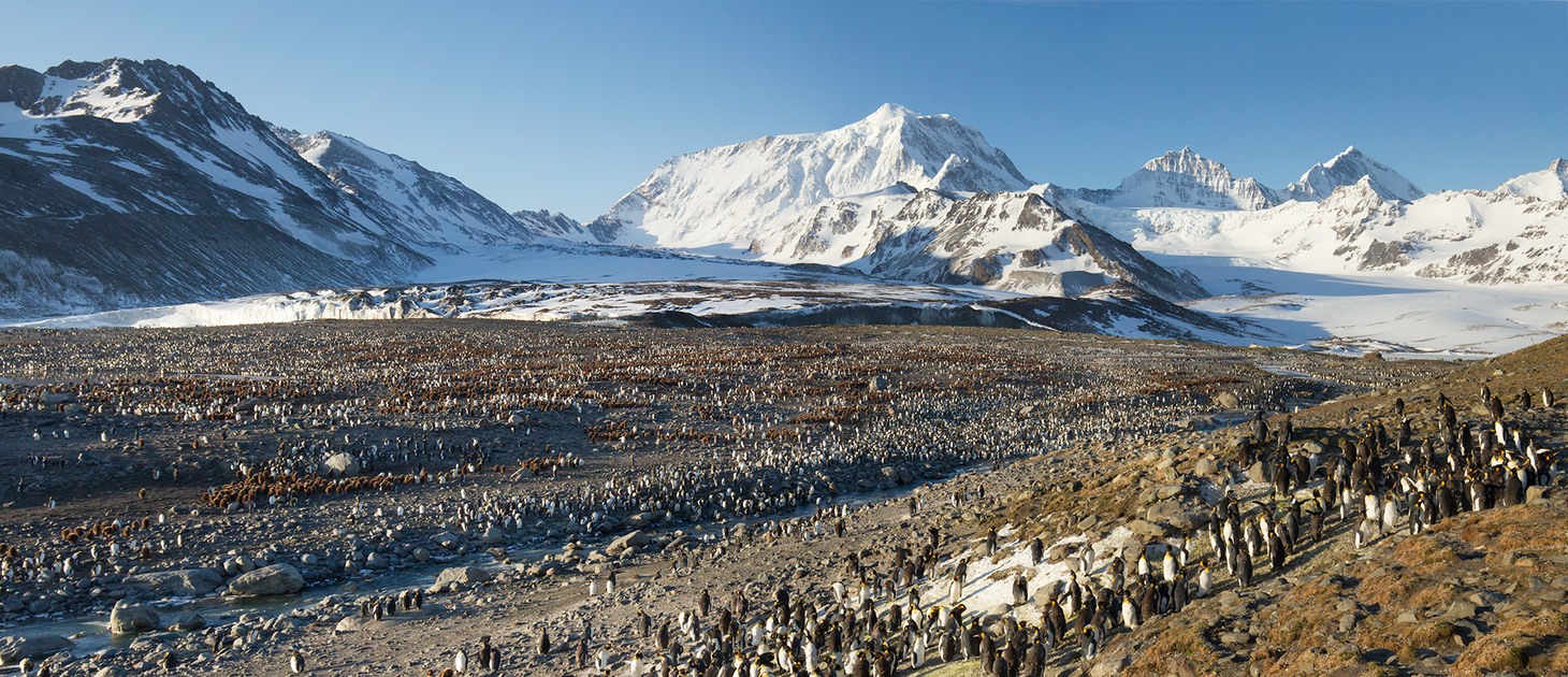 king penguin