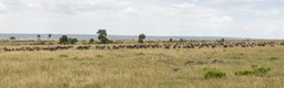 wildebeest