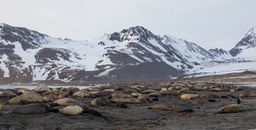 southern elephant seal