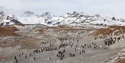 king penguin