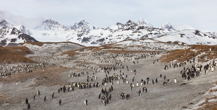 king penguin