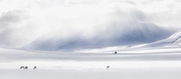 svalbard reindeer