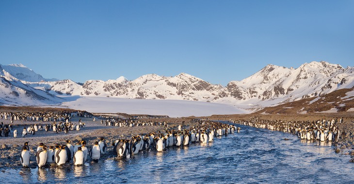 king penguin